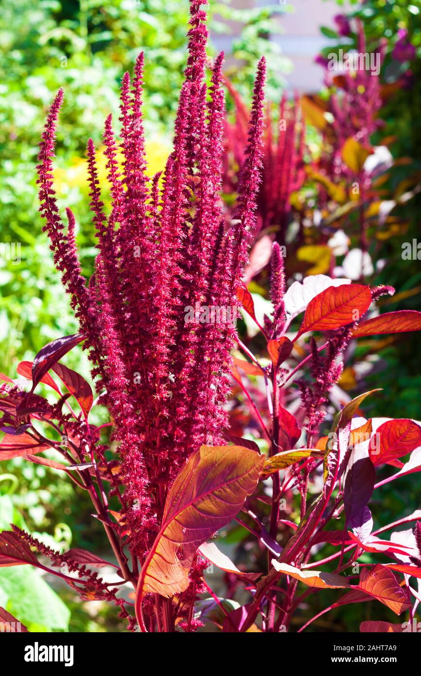 Red amaranth (Amaranthus cruentus) inflorescence closeup on sunny day Stock Photo