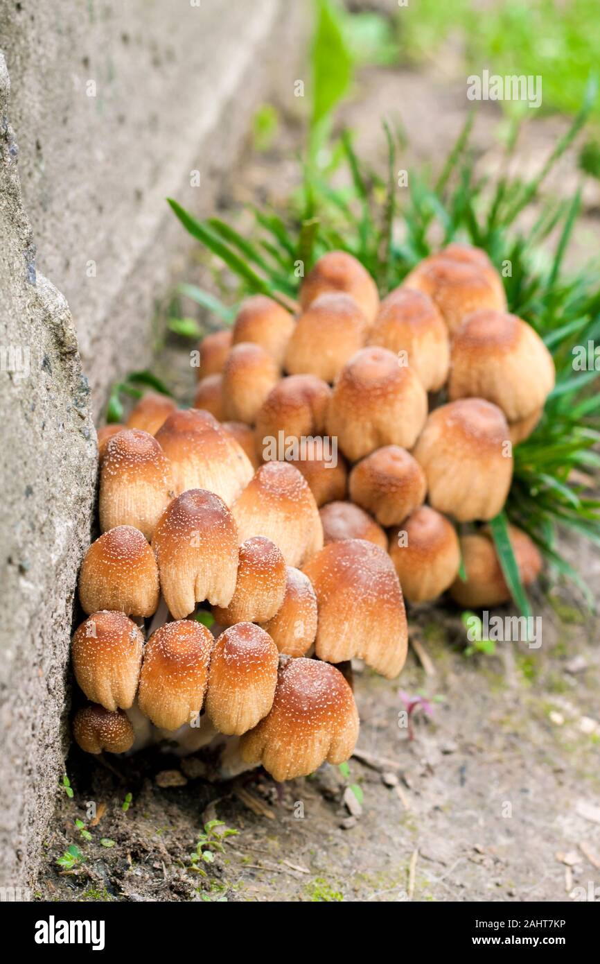 Young fruit bodies of Glistening Inkcap Mushroom (Coprinellus micaceus) near concrete wall Stock Photo