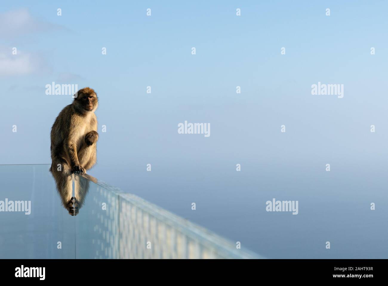 A Barbary macaque sits on the edge of the skywalk with the view into the sea. The only wild monkeys in Europe, Barbary macaques in Gibraltar, UK. Stock Photo