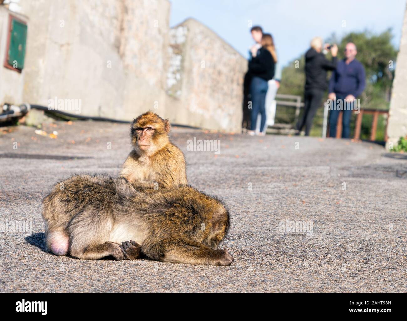 A pair of Barbary Macaques showing grooming behaviour. The only wild monkeys in Europe, Barbary macaques in Gibraltar, UK. Stock Photo