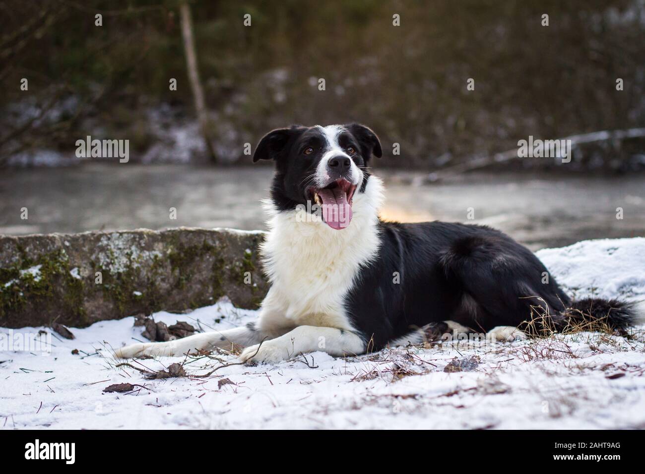 Border Collie lying in the snow Stock Photo