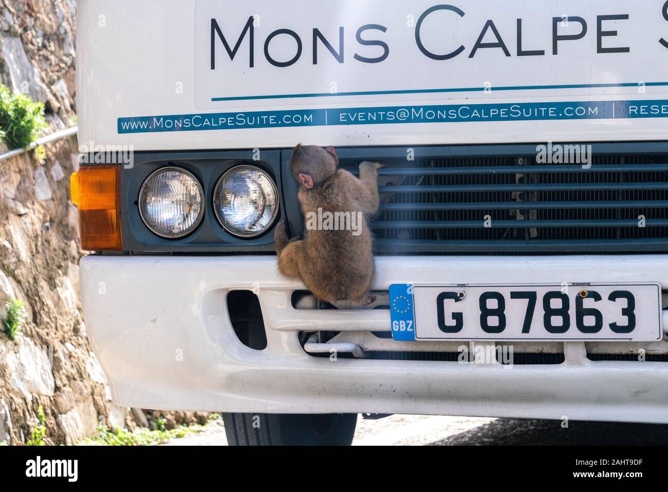 22nd December 2019 - Gibraltar, UK. A young Barbary Macaque playfully climbing on a tourist bus. Stock Photo