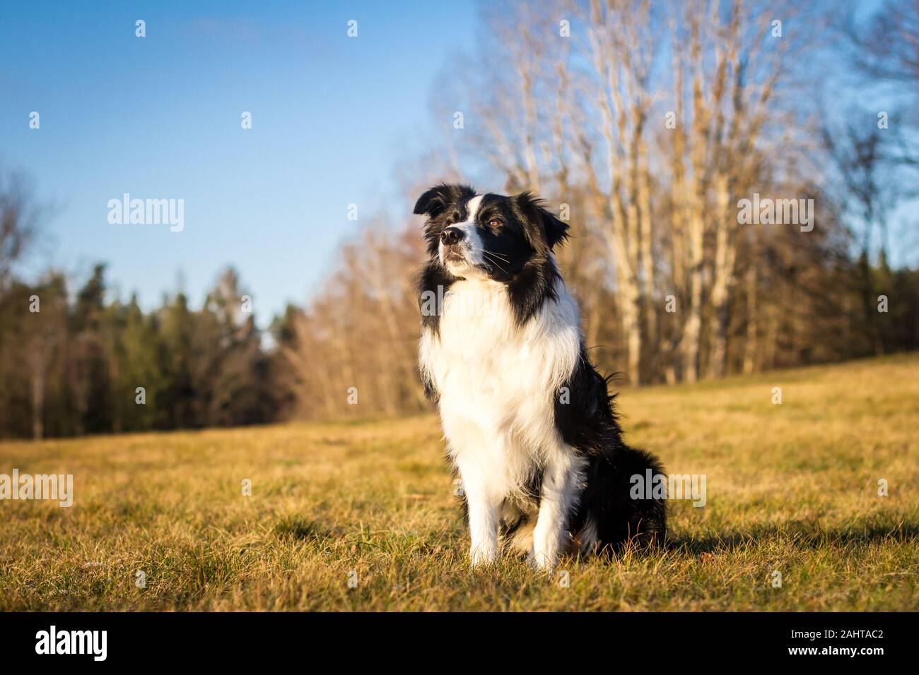 Long Haired Border Collie Stock Photos Long Haired Border Collie