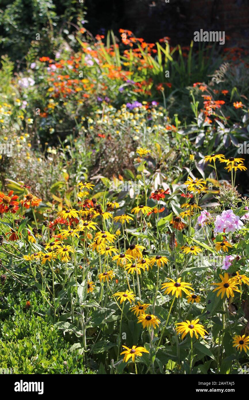 Rudbeckias and English summer garden flower border Stock Photo