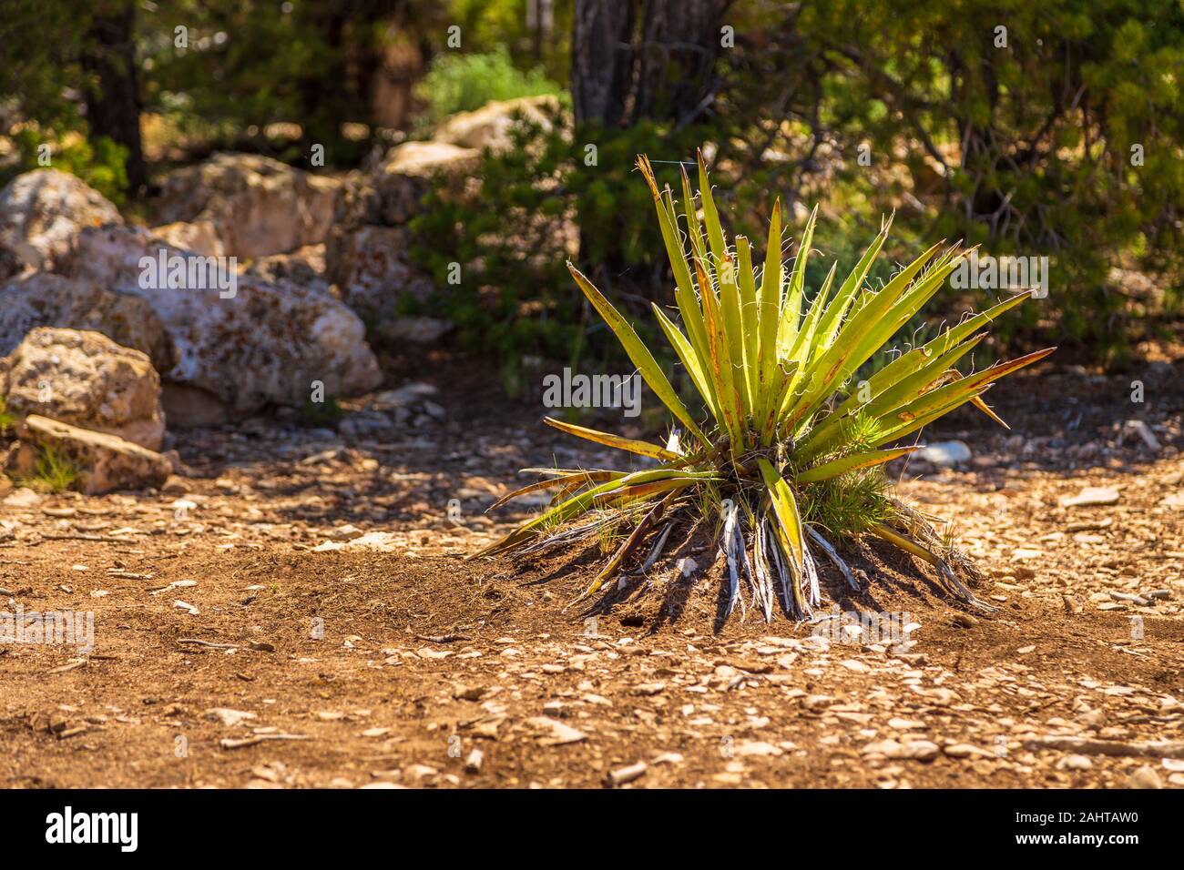 Agave americana. Genus of monocots native to the hot and arid regions of the Americas Stock Photo