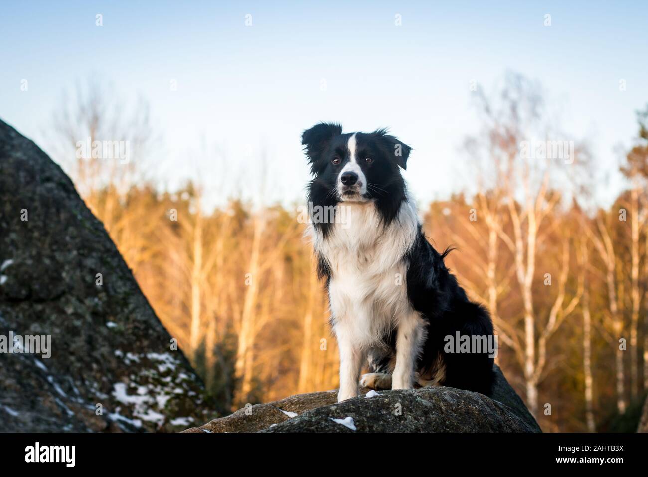 Long haired border collie hi-res stock photography and images - Alamy