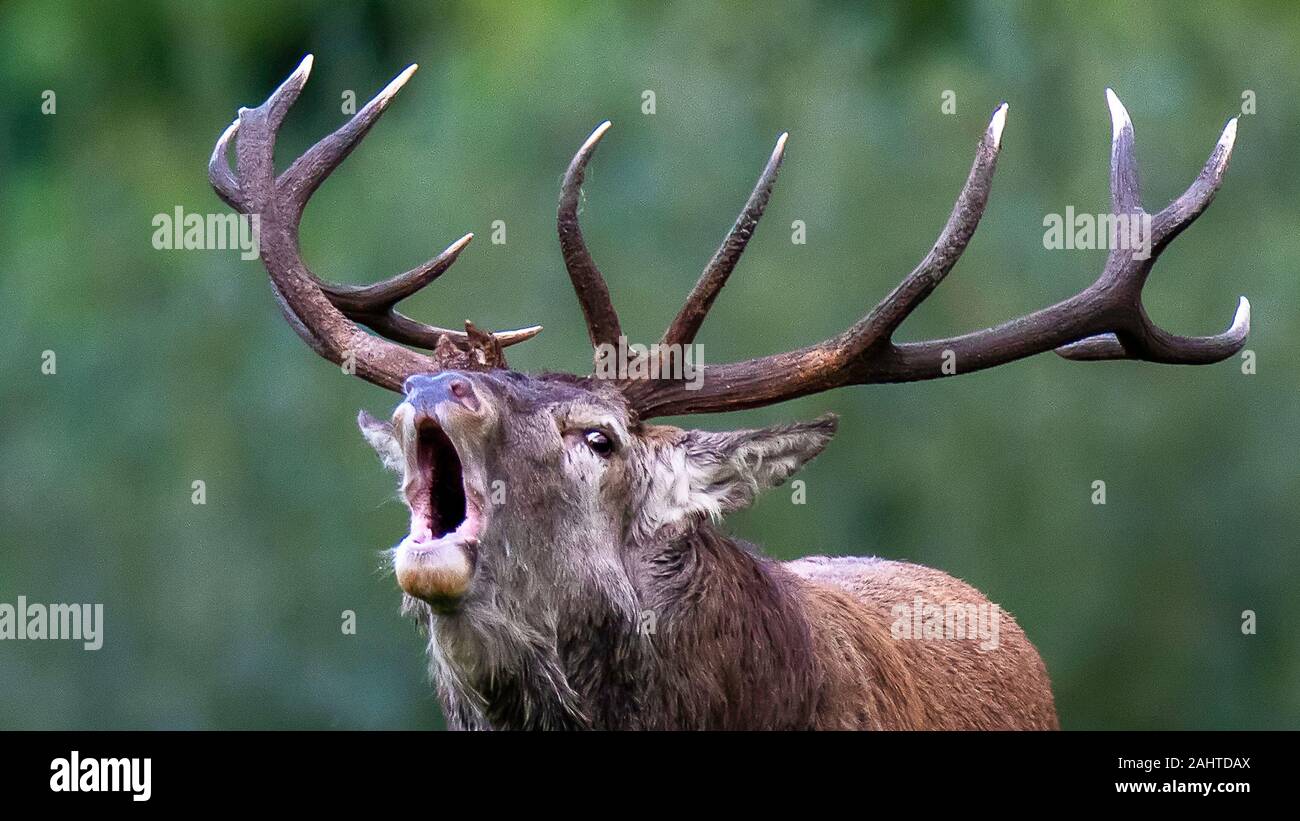 Irish Red Stag Roaring Stock Photo Alamy Irish Red Stag Roaring Stock Photo Alamy