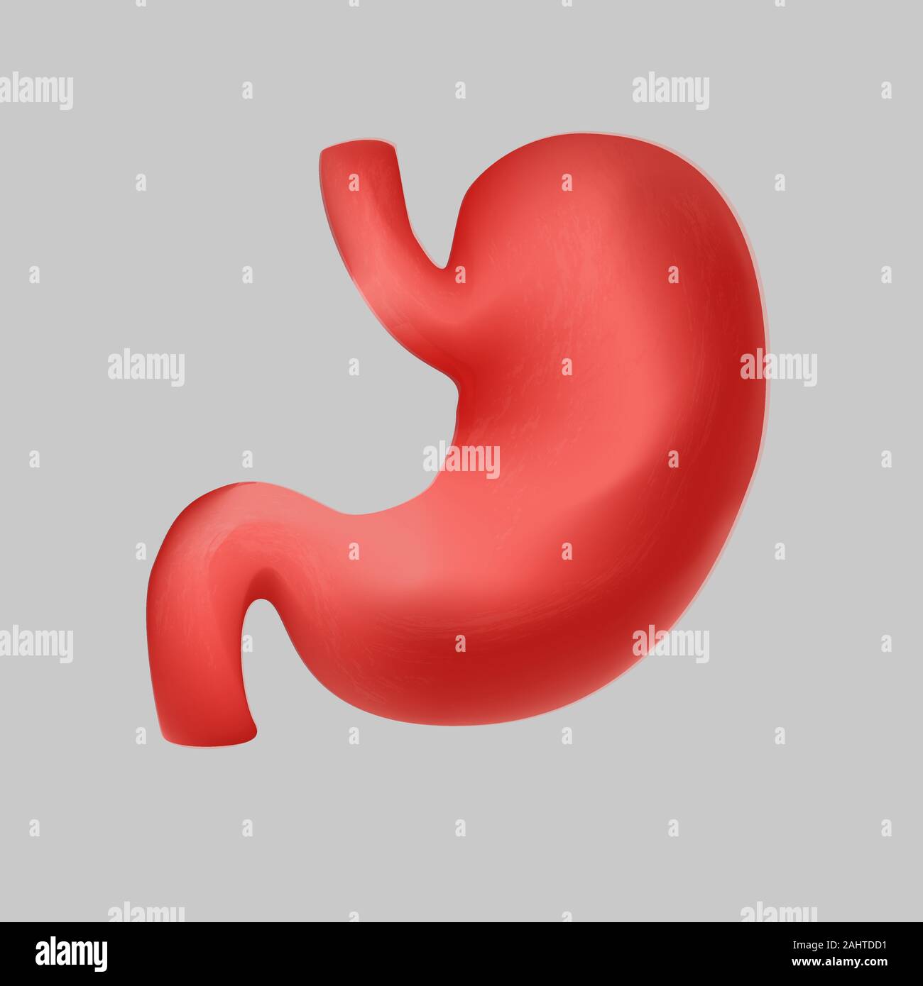 Human realistic stomach icon vector flat illustration isolated on white background Stock Vector