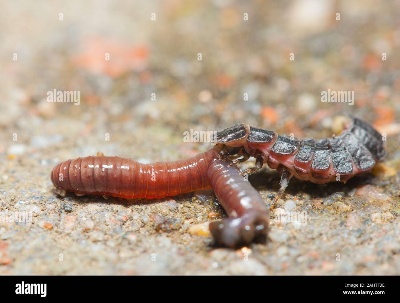 Lesser glow worm larva with it's prey earthworm Stock Photo - Alamy