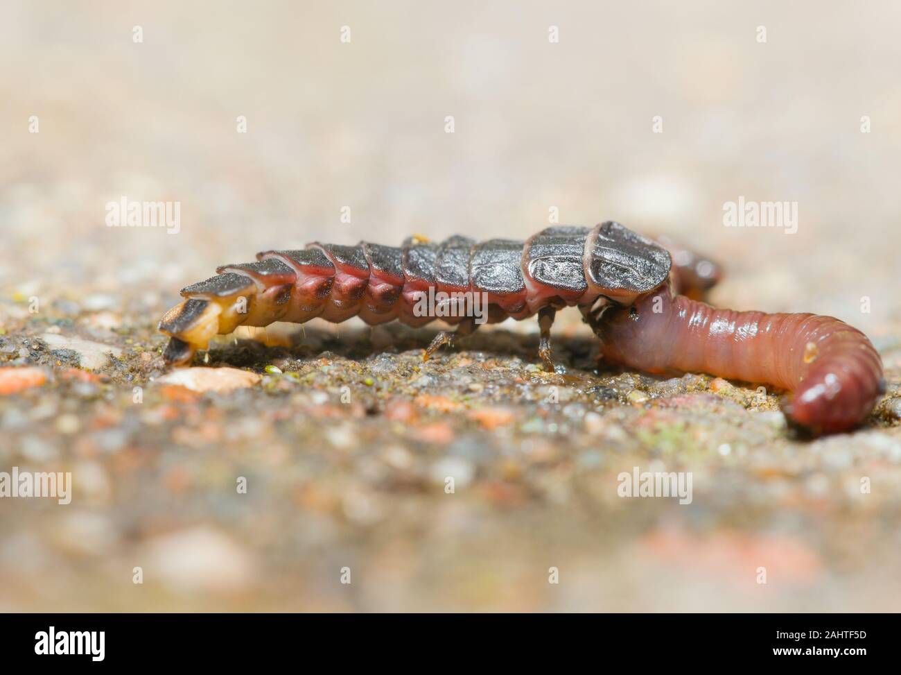 Lesser glow worm larva with it's prey earthworm Stock Photo - Alamy