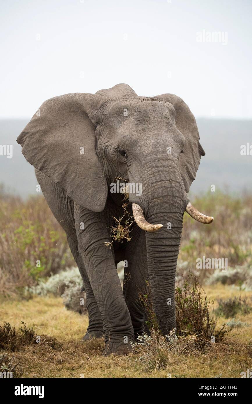 African elephant, Loxodonta africana africana, Gondwana Game Reserve, South Africa Stock Photo