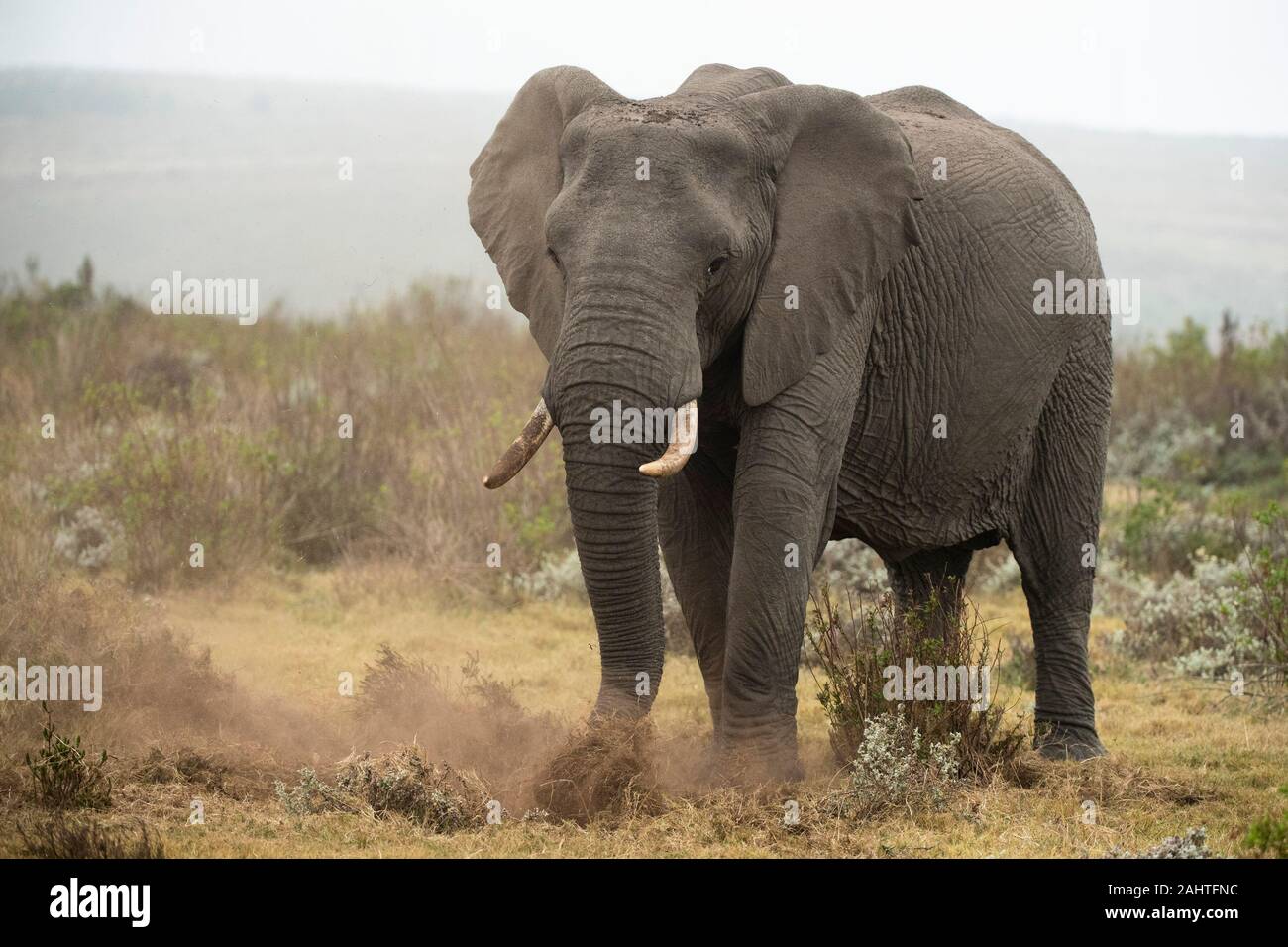 Gondwana animal hires stock photography and images Alamy