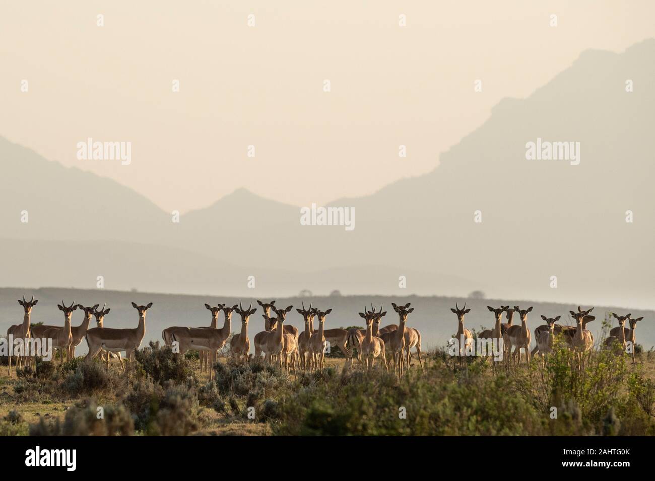 Impala breeding herd, Aepyceros melampus, Gondwana Game Reserve, South Africa Stock Photo