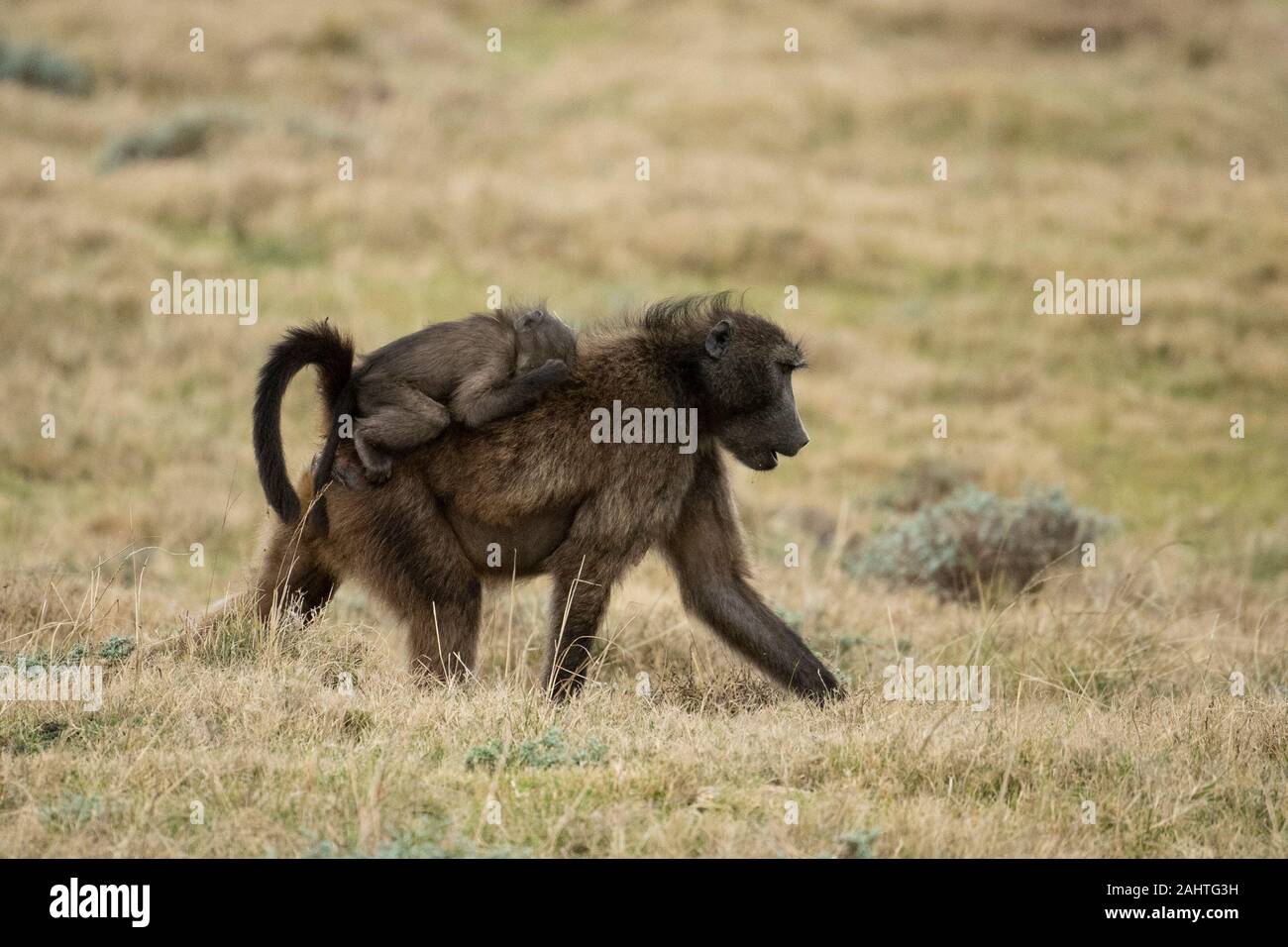 Chacma baboon with young, Papio cynocephalus ursinus, Gondwana Game Reserve, South Africa Stock Photo