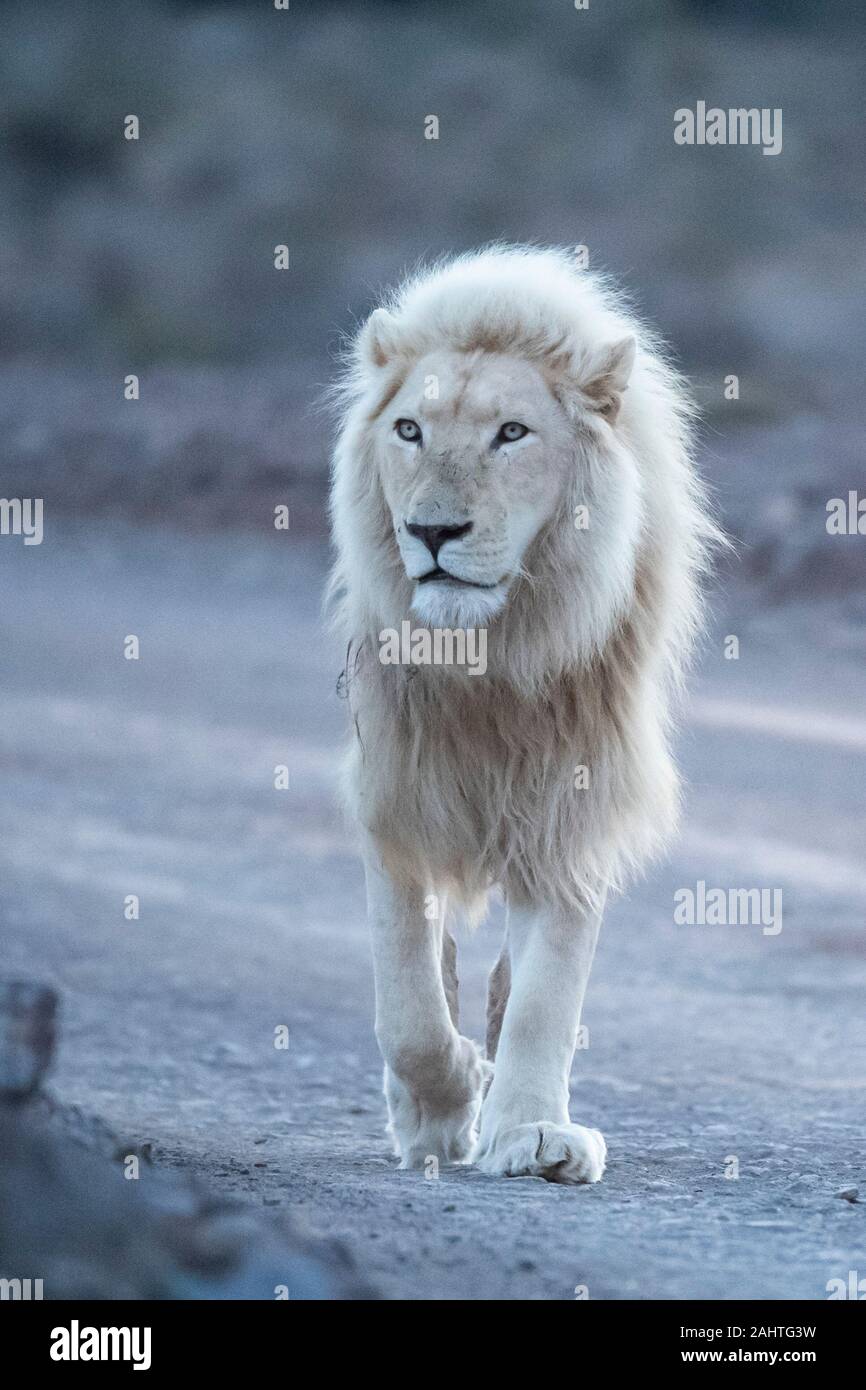 White lion, Panthera leo, Sanbona Wildlife Reserve, South Africa Stock  Photo - Alamy