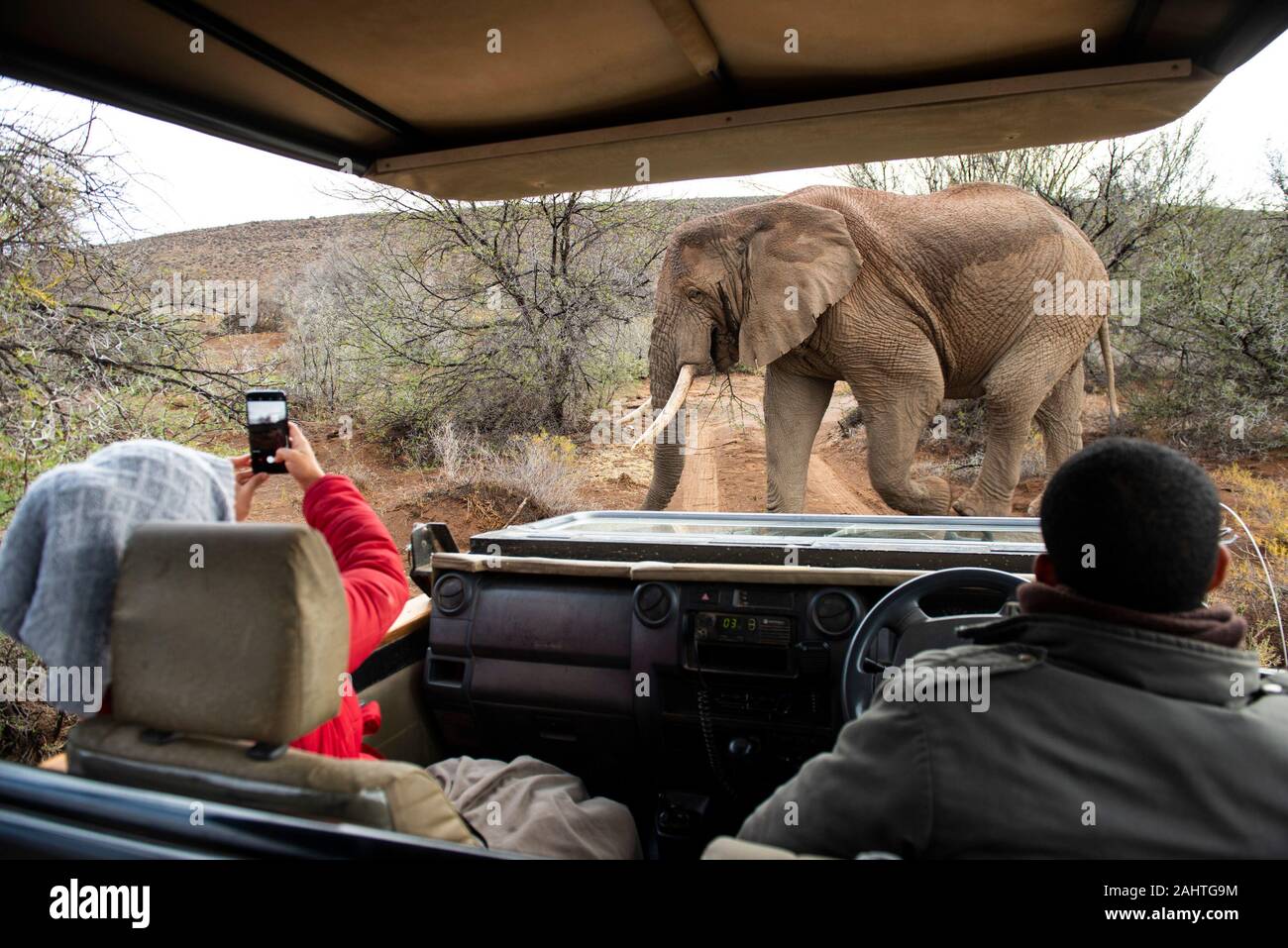 Tourists on game drive watching African elephant, Loxodonta africana africana, Sanbona Wildlife