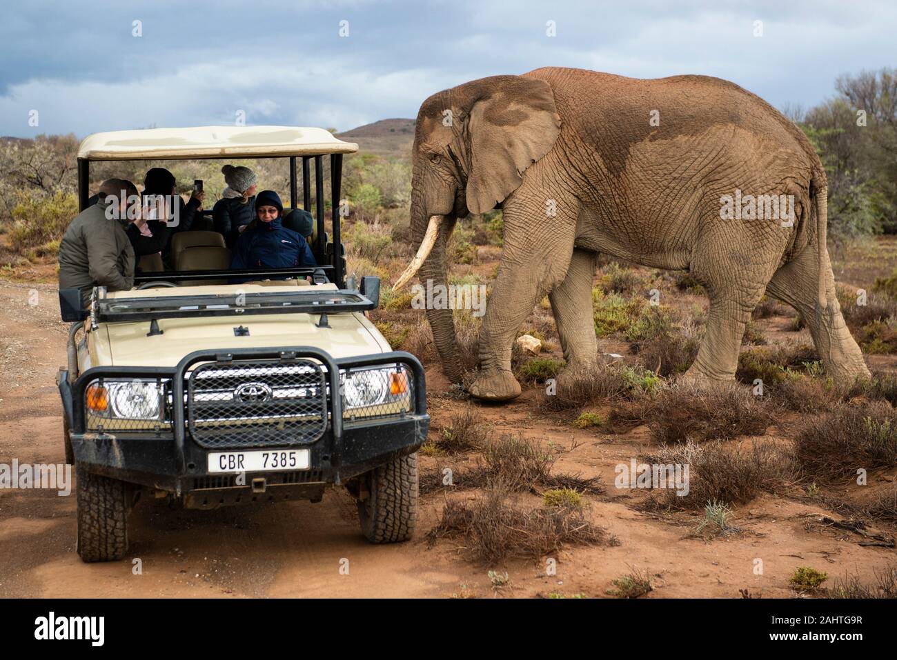 Tourists on game drive watching African elephant, Loxodonta africana africana, Sanbona Wildlife