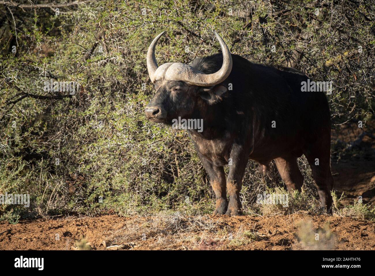 Cape buffalo, Syncerus caffer, Sanbona Wildlife Reserve, South Africa