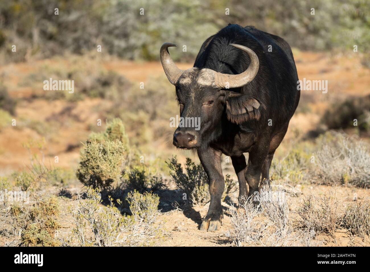 Cape buffalo, Syncerus caffer, Sanbona Wildlife Reserve, South Africa