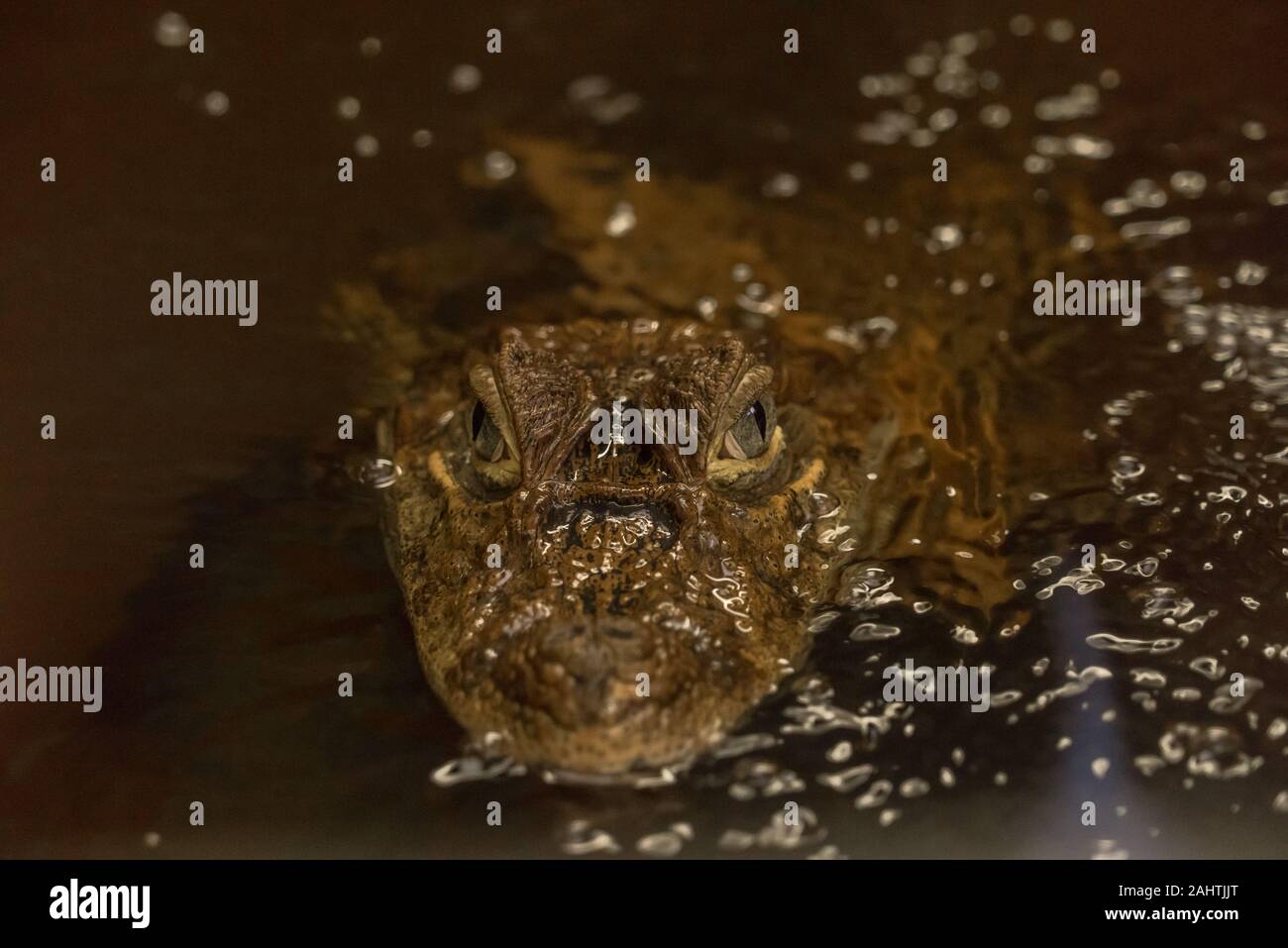 close up of an Alligator with head above water Stock Photo