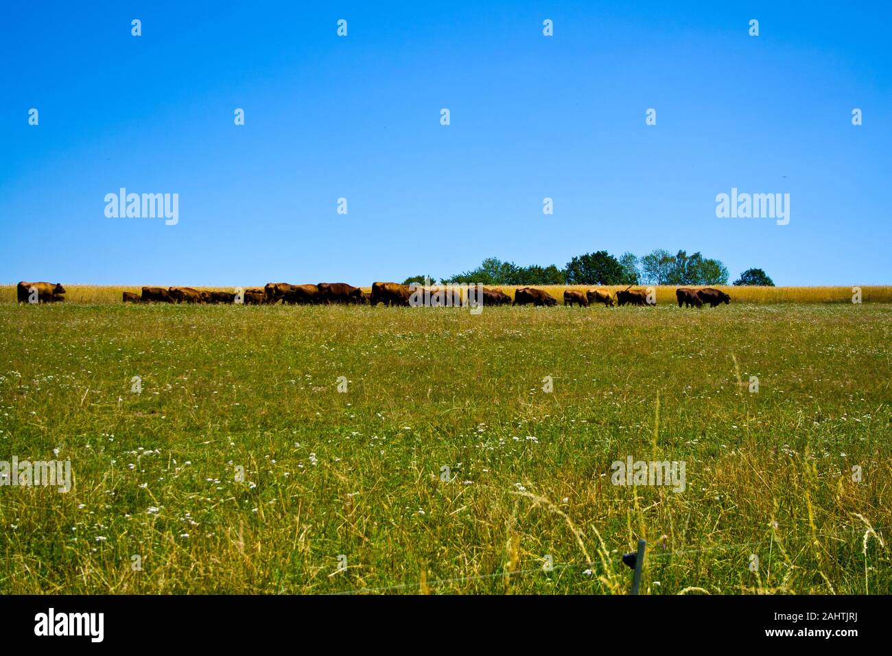Farming Ranch Angus and Hereford Cattle in Bavaria, Germany Stock Photo