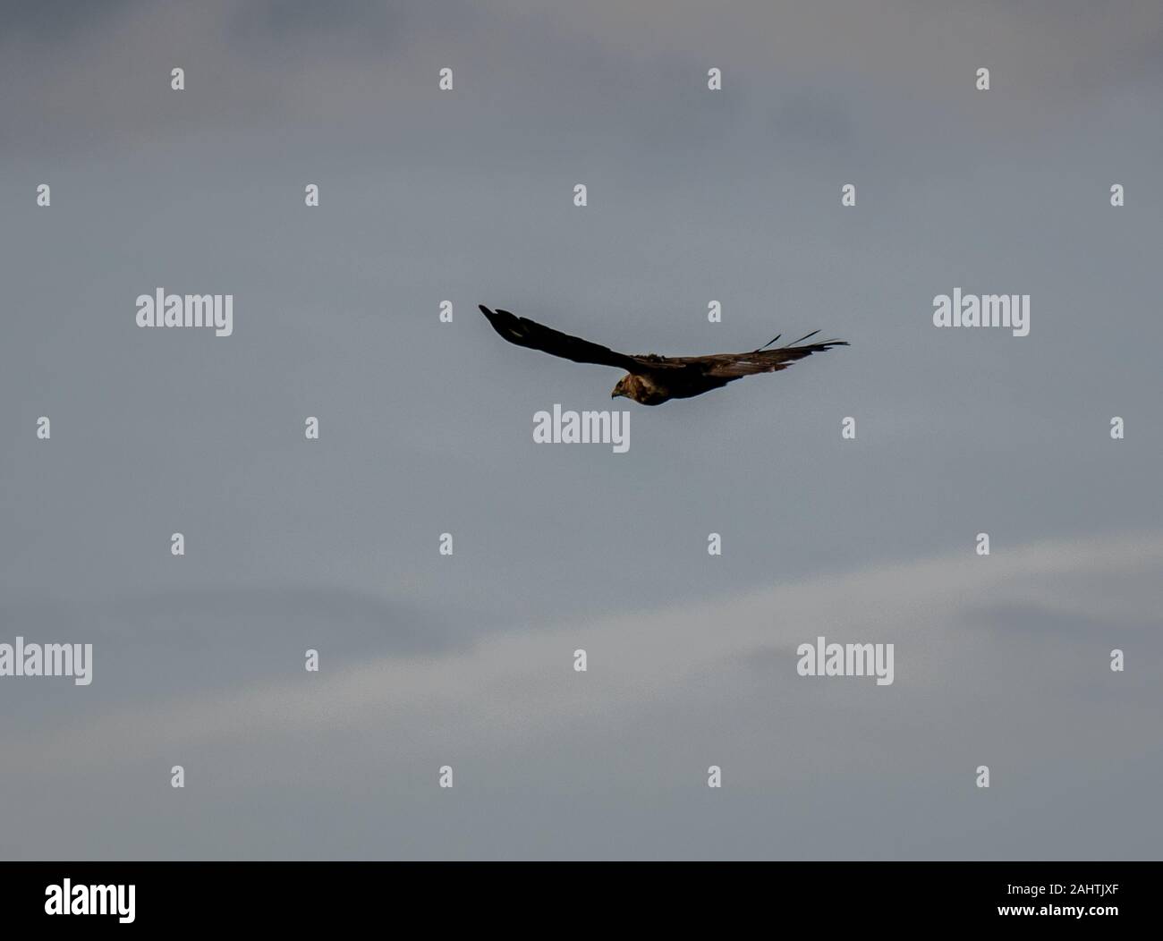 A common Buzzard gliding through cloud covered skies over the Cotswolds Stock Photo