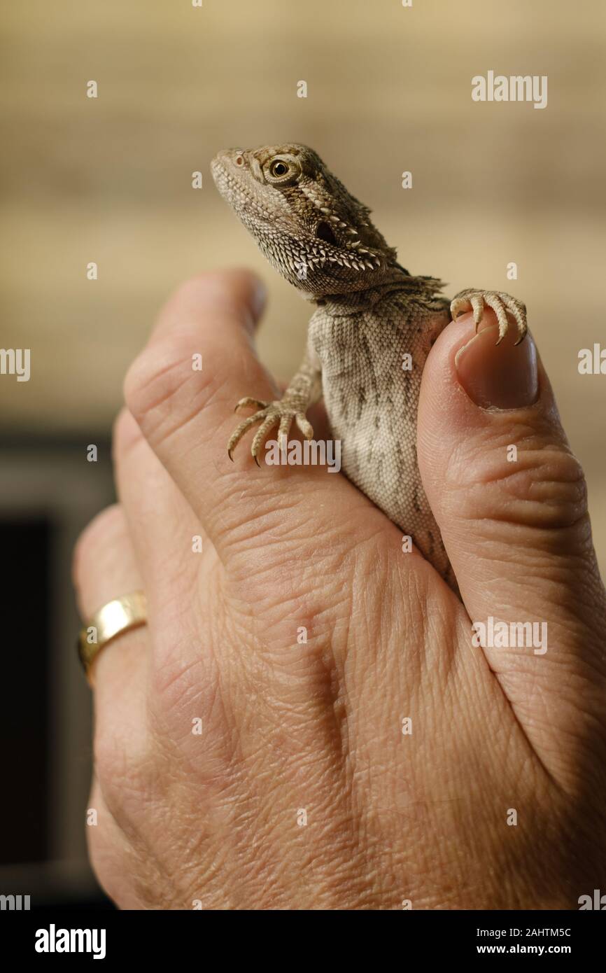 Bearded dragon on hand hires stock photography and images Alamy