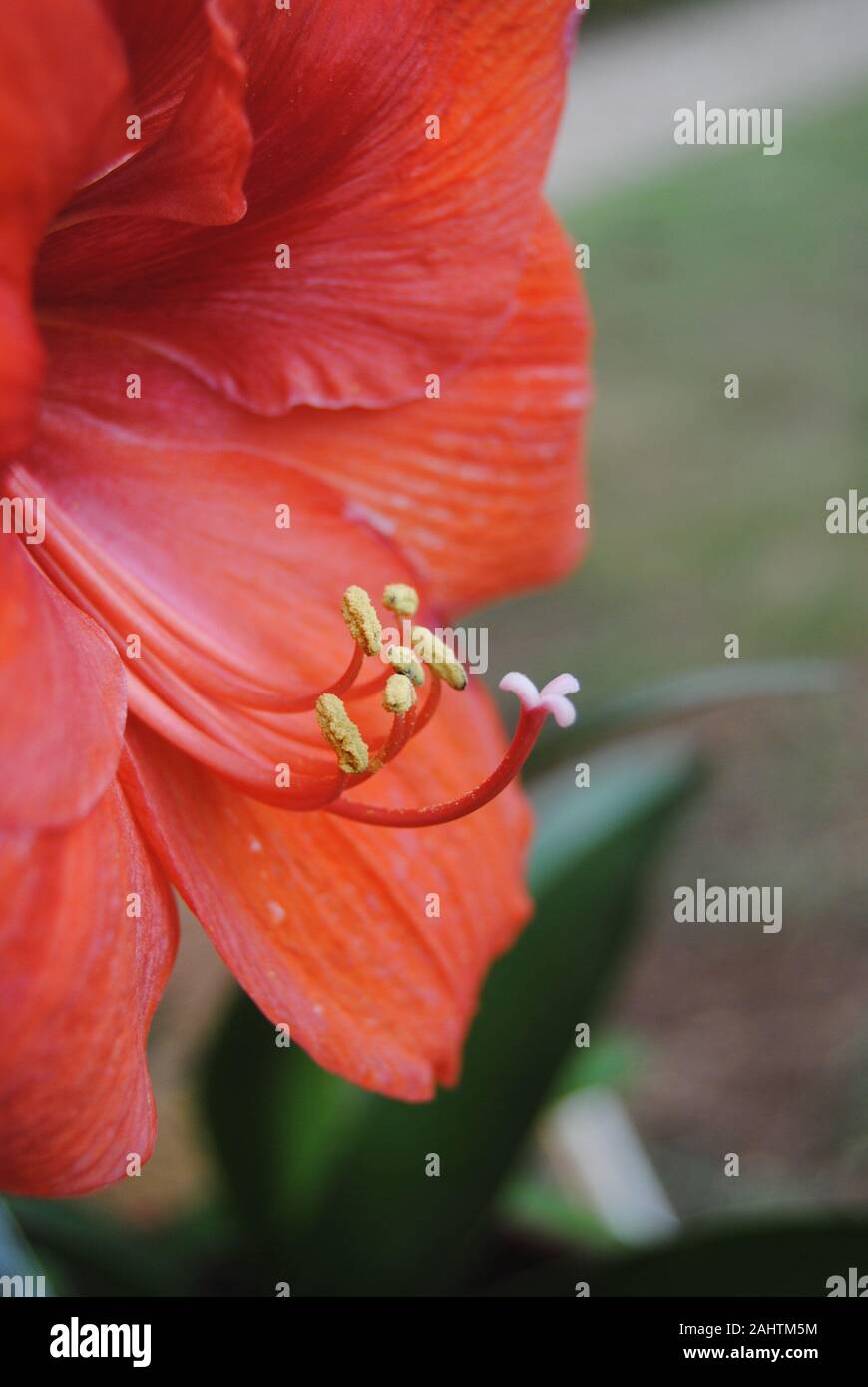 Closeup Of A Bright Red Amaryllis With Faded Background Stock Photo