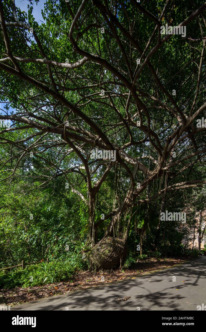Singapore tree canopy hires stock photography and images Alamy
