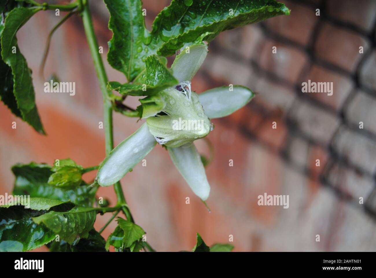 Blooming Passionfruit/Granadilla Vine Stock Photo