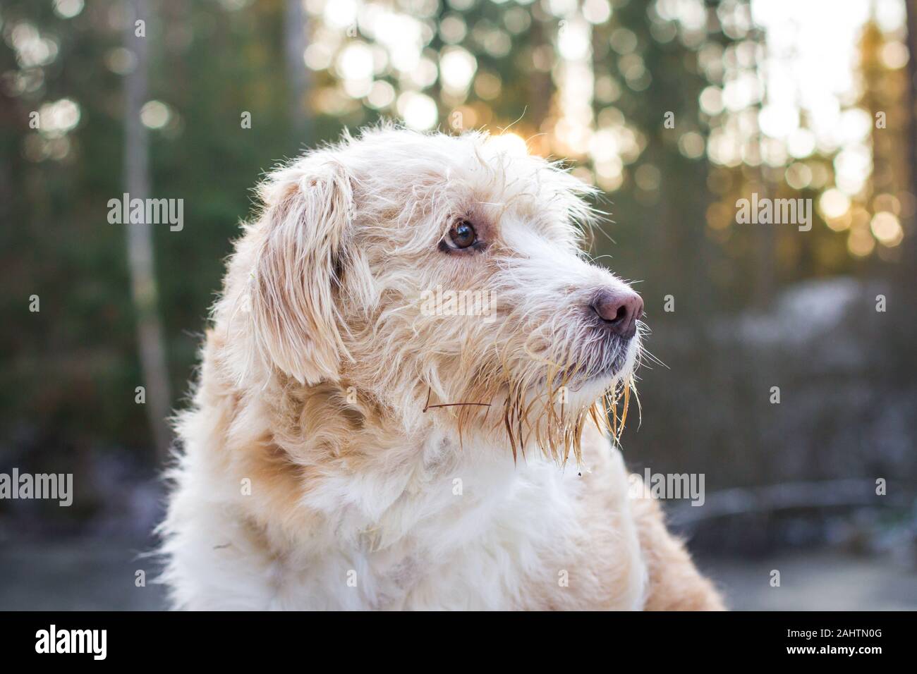 Wire haired crossbreed dog hi-res stock photography and images - Alamy