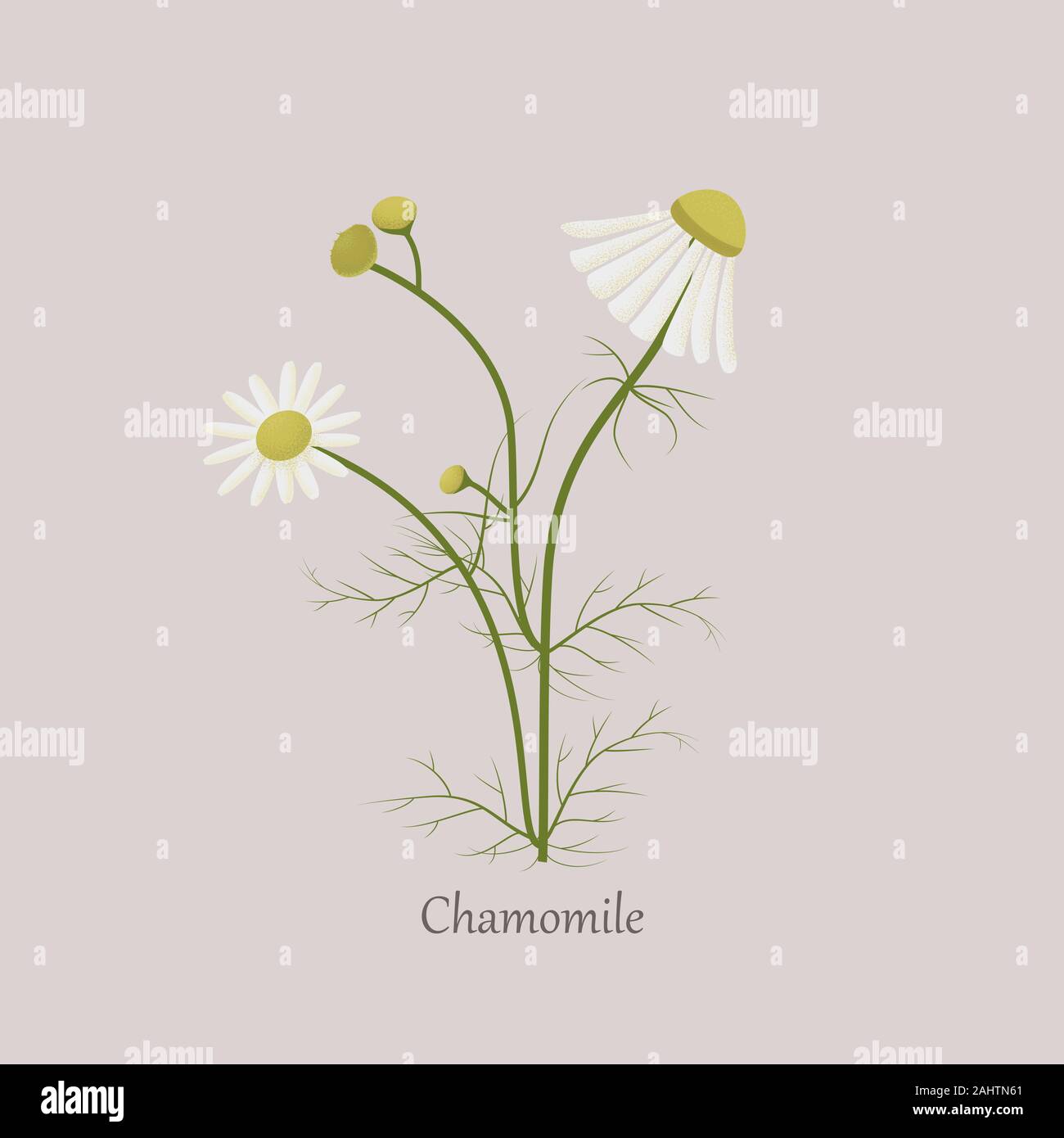 Medical chamomile on background Stock Vector Images - Alamy