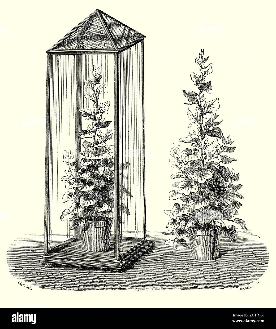 An experiment on Birthwort (Aristolochia clematitis), to show the influence of insects upon the fecundity of flowers by Carl Ludwig Willdenow (1765-1812), a German botanist, pharmacist, and plant taxonomist. He is considered one of the founders of phytogeography, the study of the geographic distribution of plants and was a major influence to Christian Konrad Sprengel, who pioneered the study of plant pollination and floral biology. Stock Photo