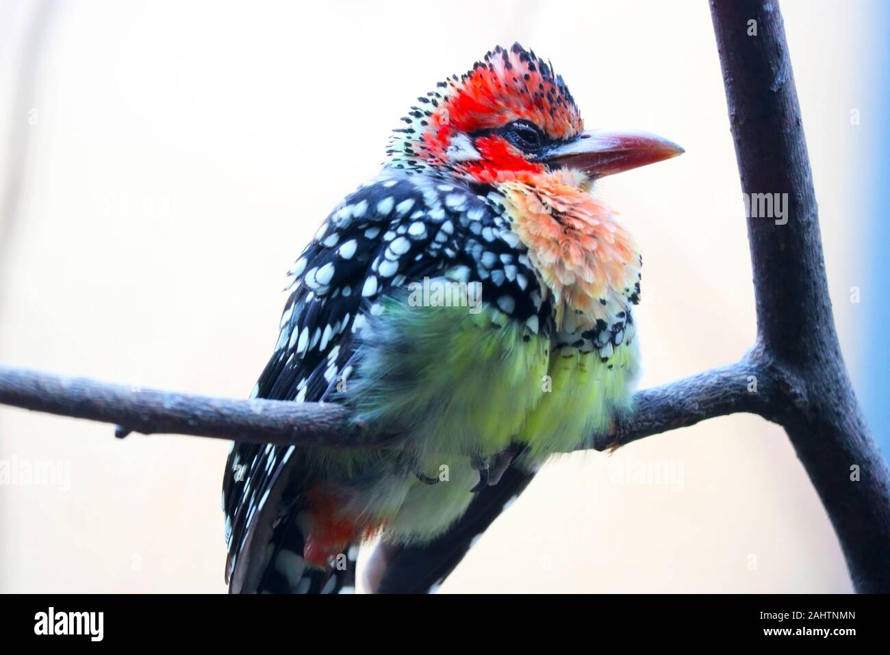 Red-and-yellow barbet trachyphonus erythrocephalus perching on a branch Stock Photo
