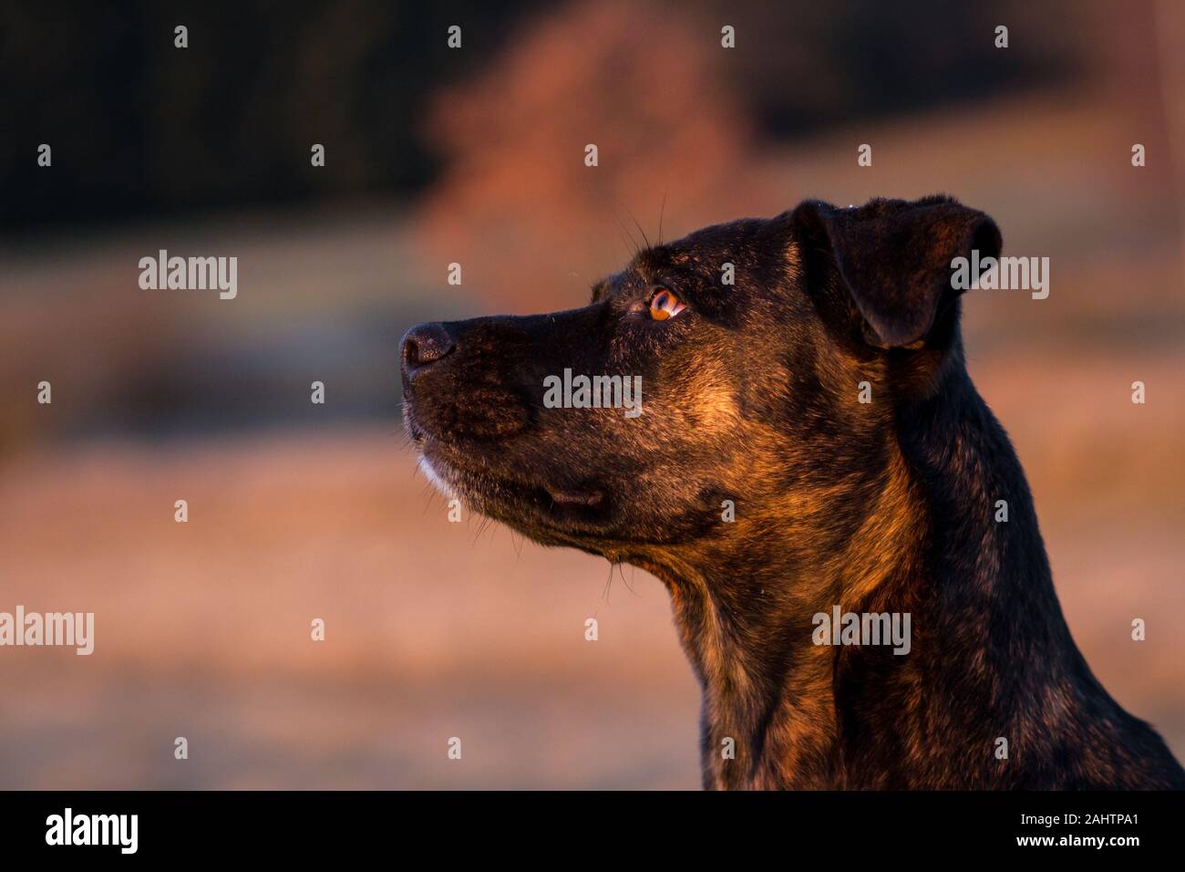 Portrait of a brindle mixbreed dog in the evening sun Stock Photo
