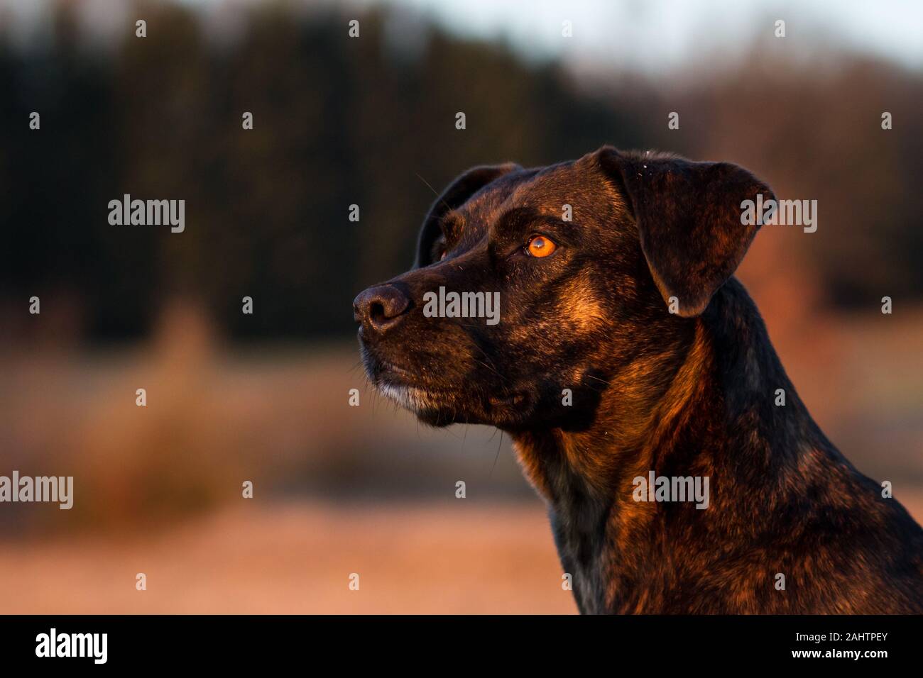 Portrait of a brindle mixbreed dog in the evening sun Stock Photo