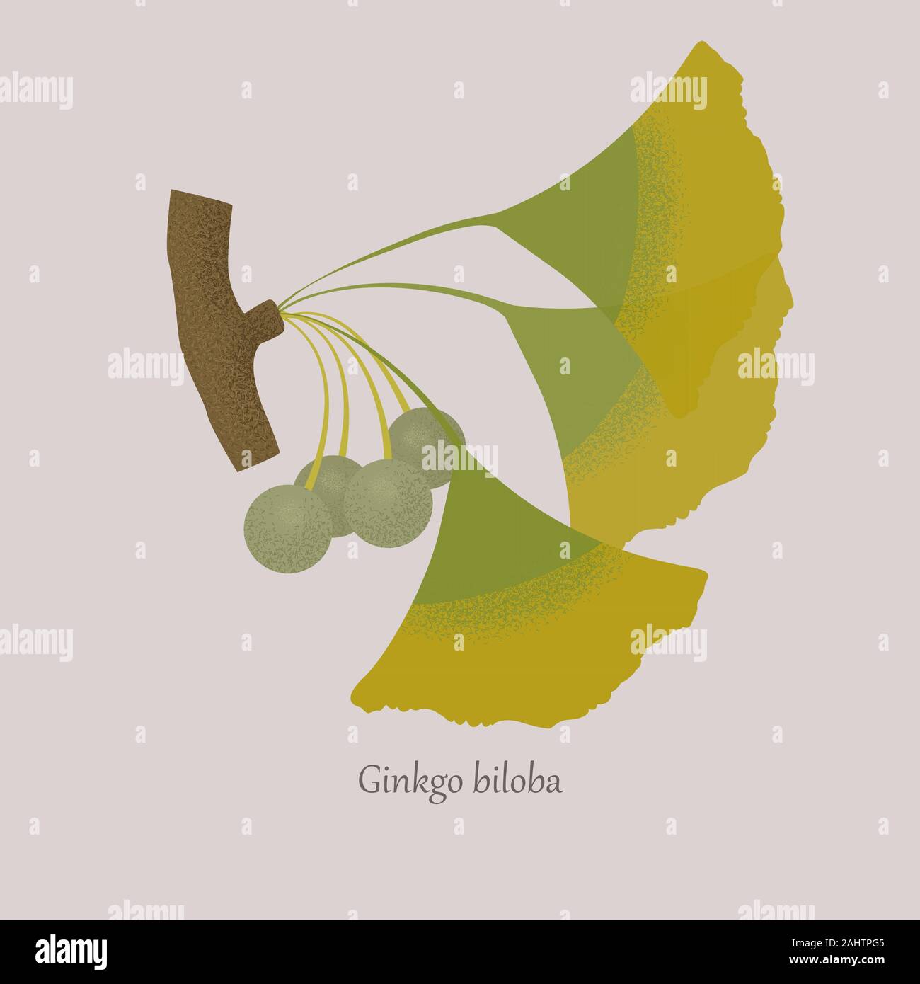 Branch of ginkgo biloba with leaves and seeds. Stock Vector