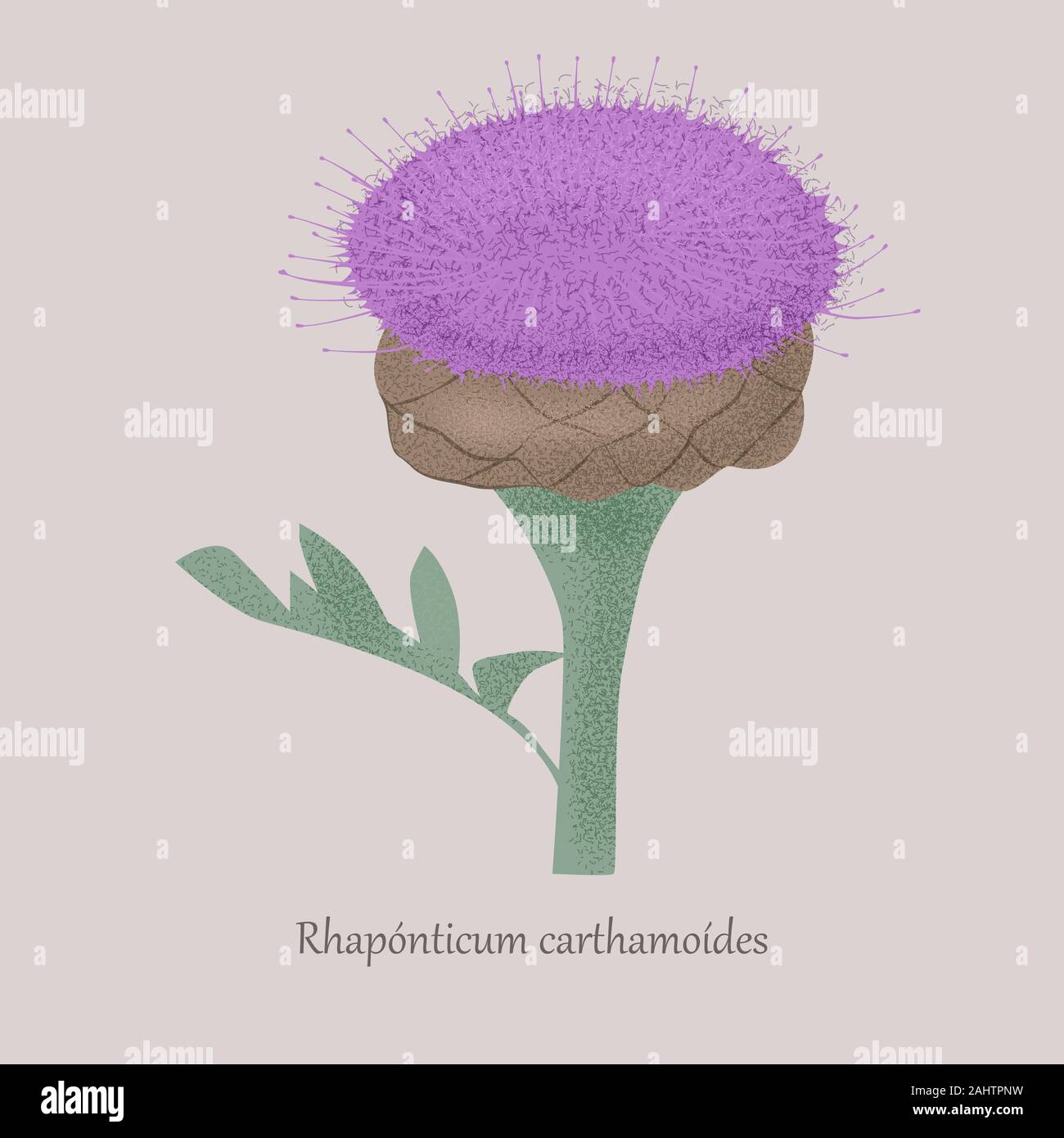 Maral root, rhaponticum carthamoides medicinal plant on a gray background. Stock Vector