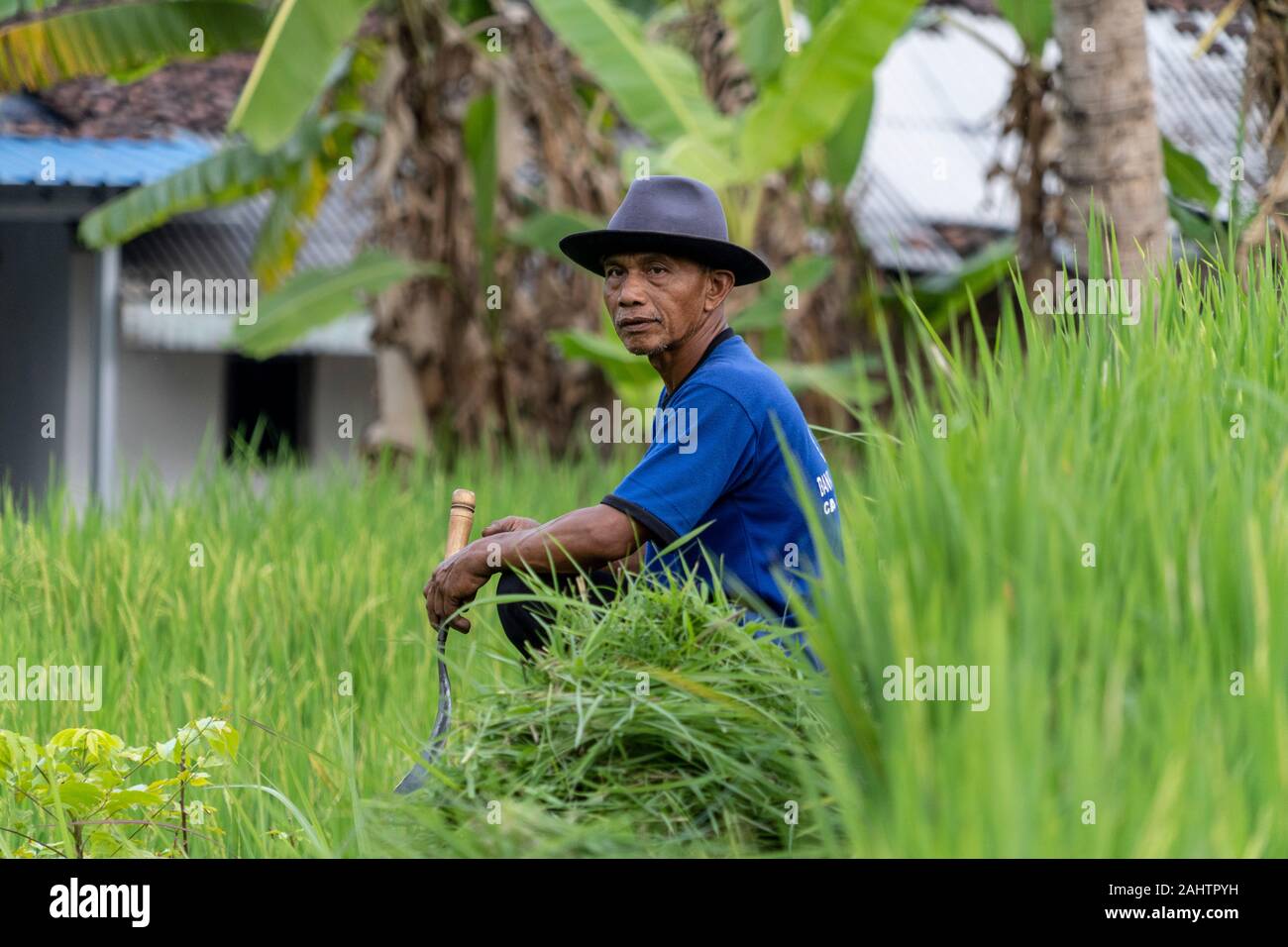 A farmer rests in the afternoon heat in a rice paddy close to ...