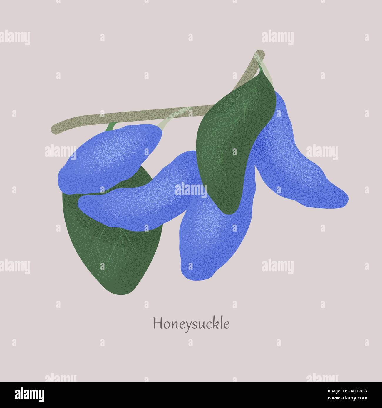Branch with blue berries of honeysuckle and green leaves. Stock Vector
