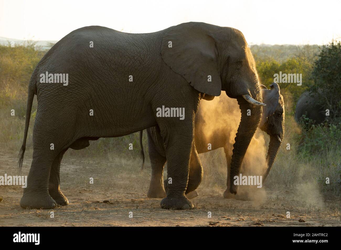 Thula African elephants, Loxodonta africana africana, Thula Thula Game ...