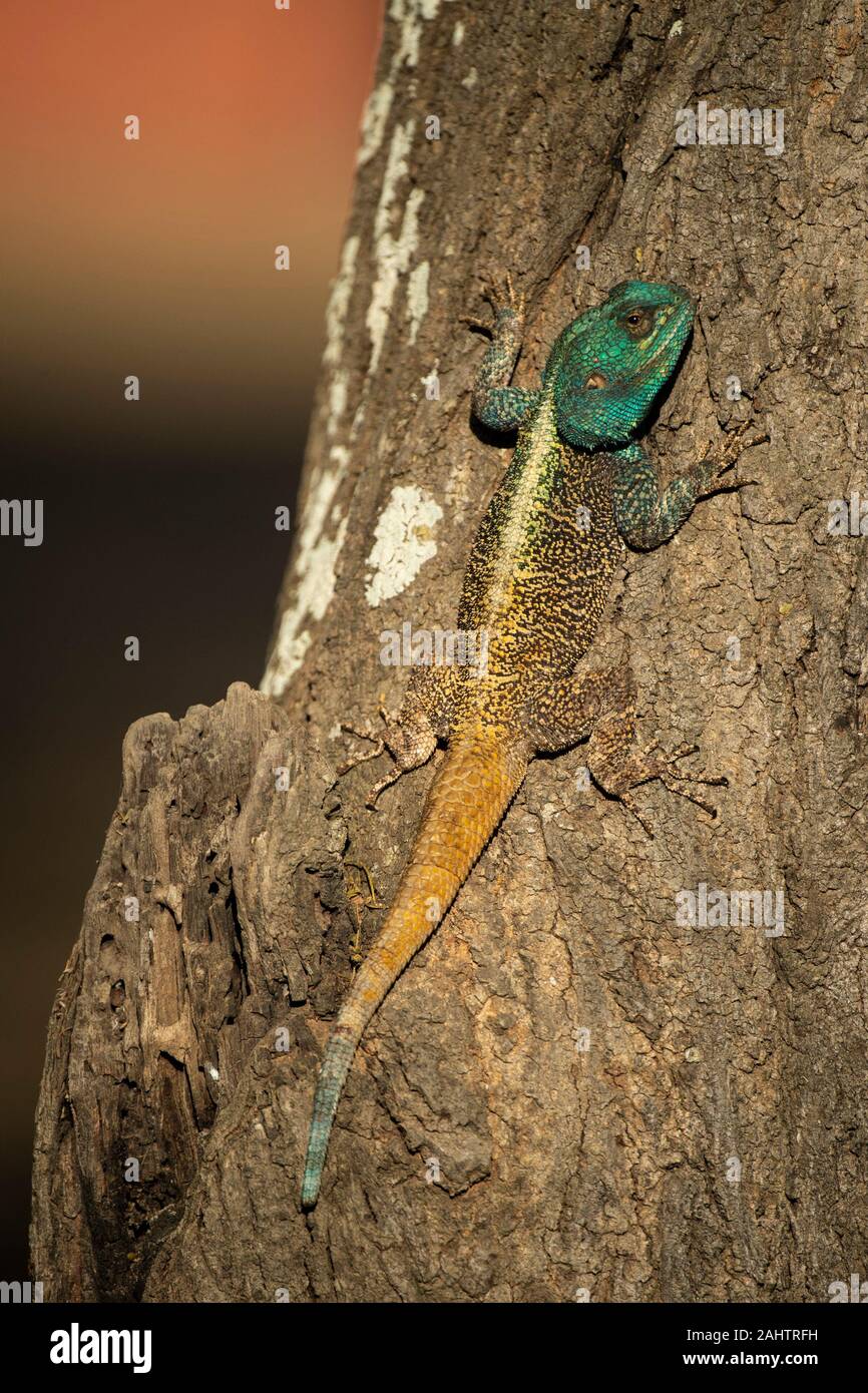 Southern tree agama, Acanthocercus atricollis, Thula Thula Game Reserve, South Africa Stock Photo