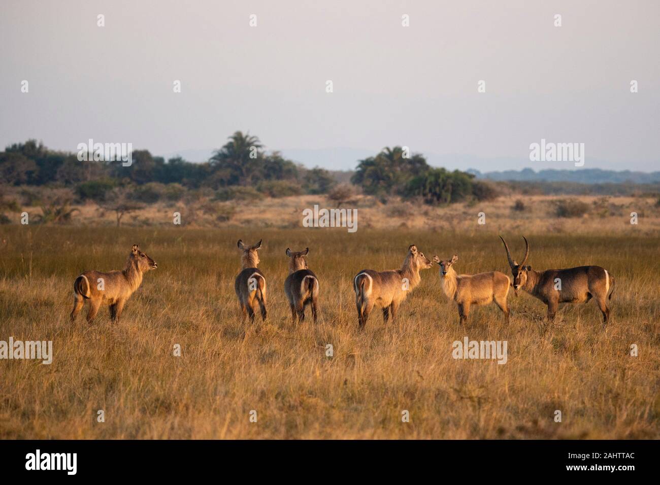 Isimangaliso wetland park hi-res stock photography and images - Page 20 -  Alamy