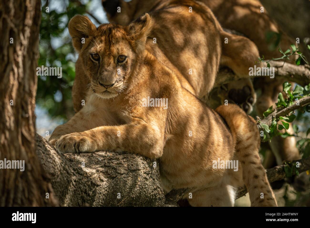 Lion cub in sunlight hi-res stock photography and images - Alamy