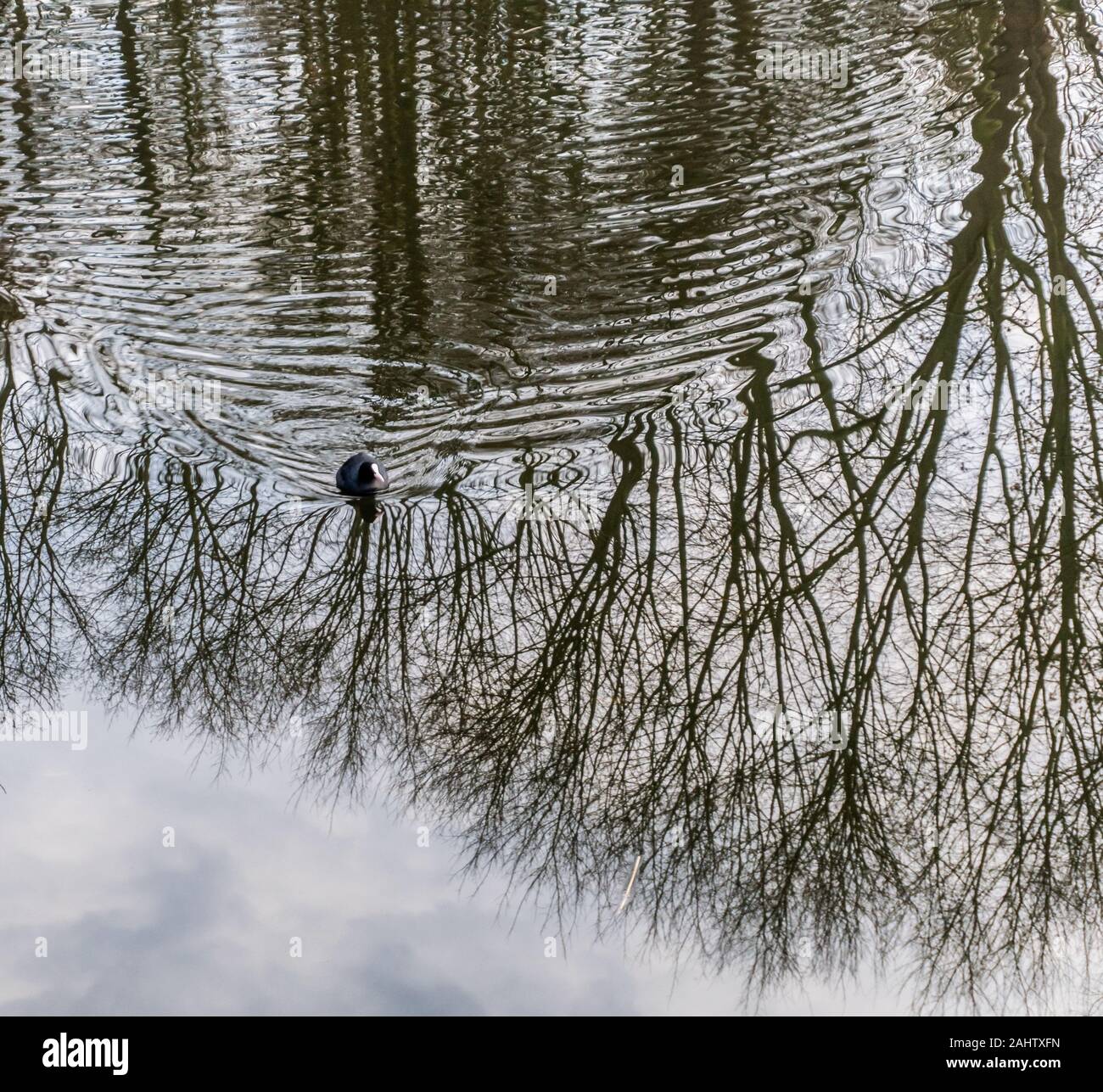 Eurasian coot swimming through the reflextion of bare trees and leaving ...