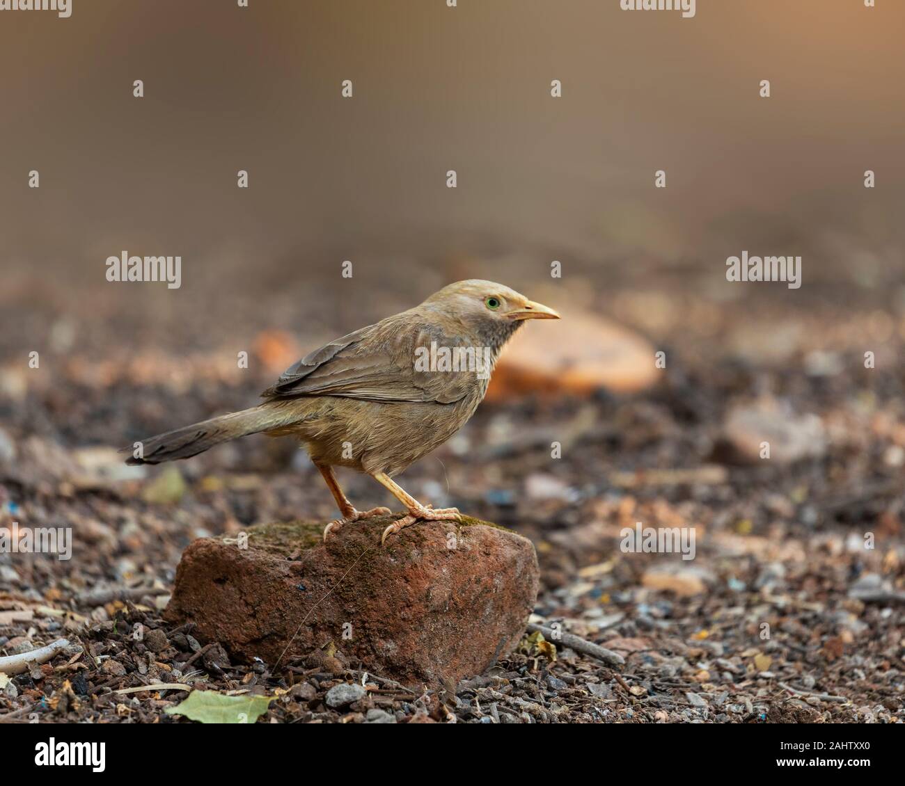 The jungle babbler sitting on a brick.The jungle babbler (Argya striata) is a member of the family Leiothrichidae found in the Indian subcontinent. Stock Photo