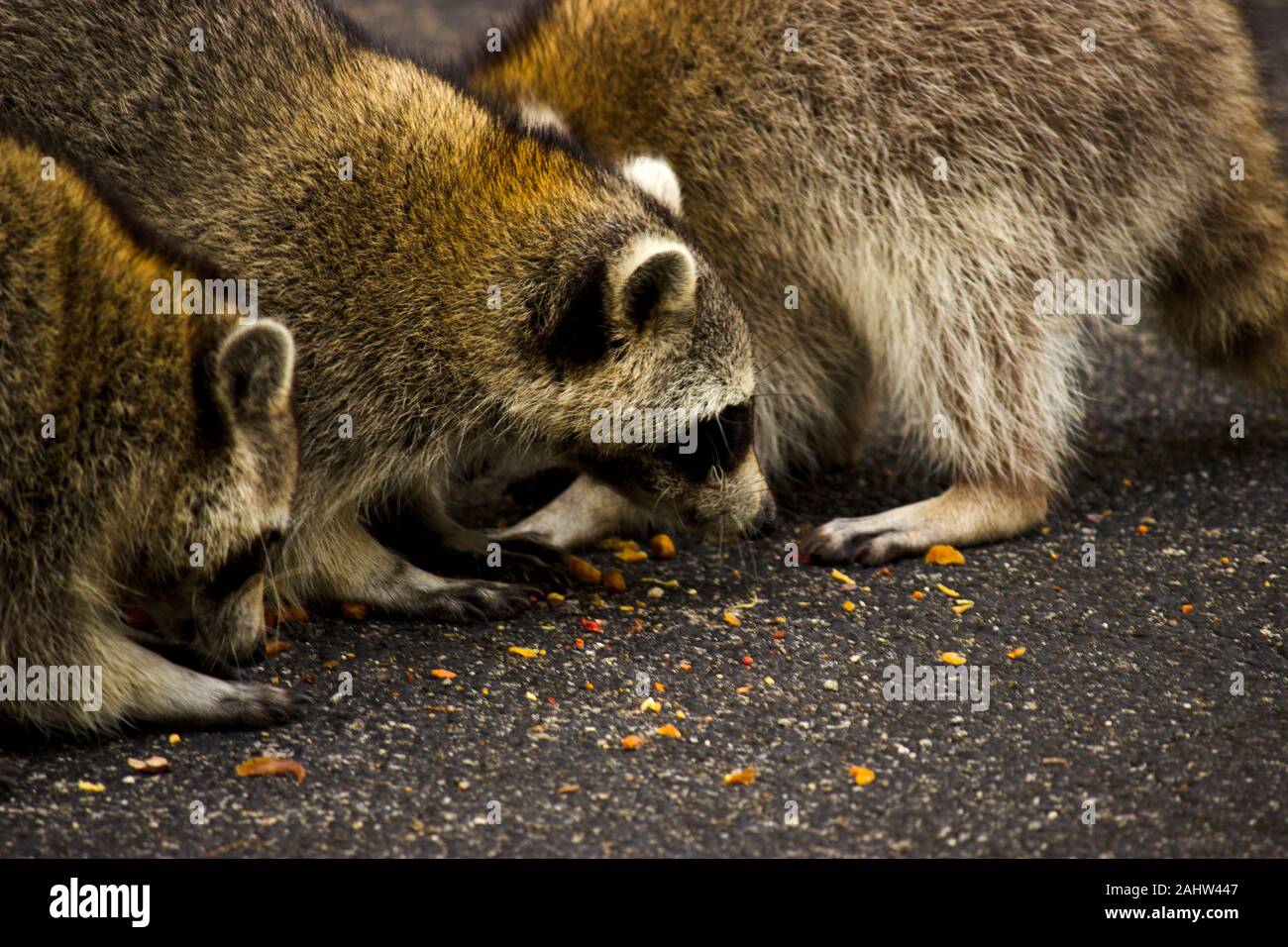 Raccoon Feeding Sites