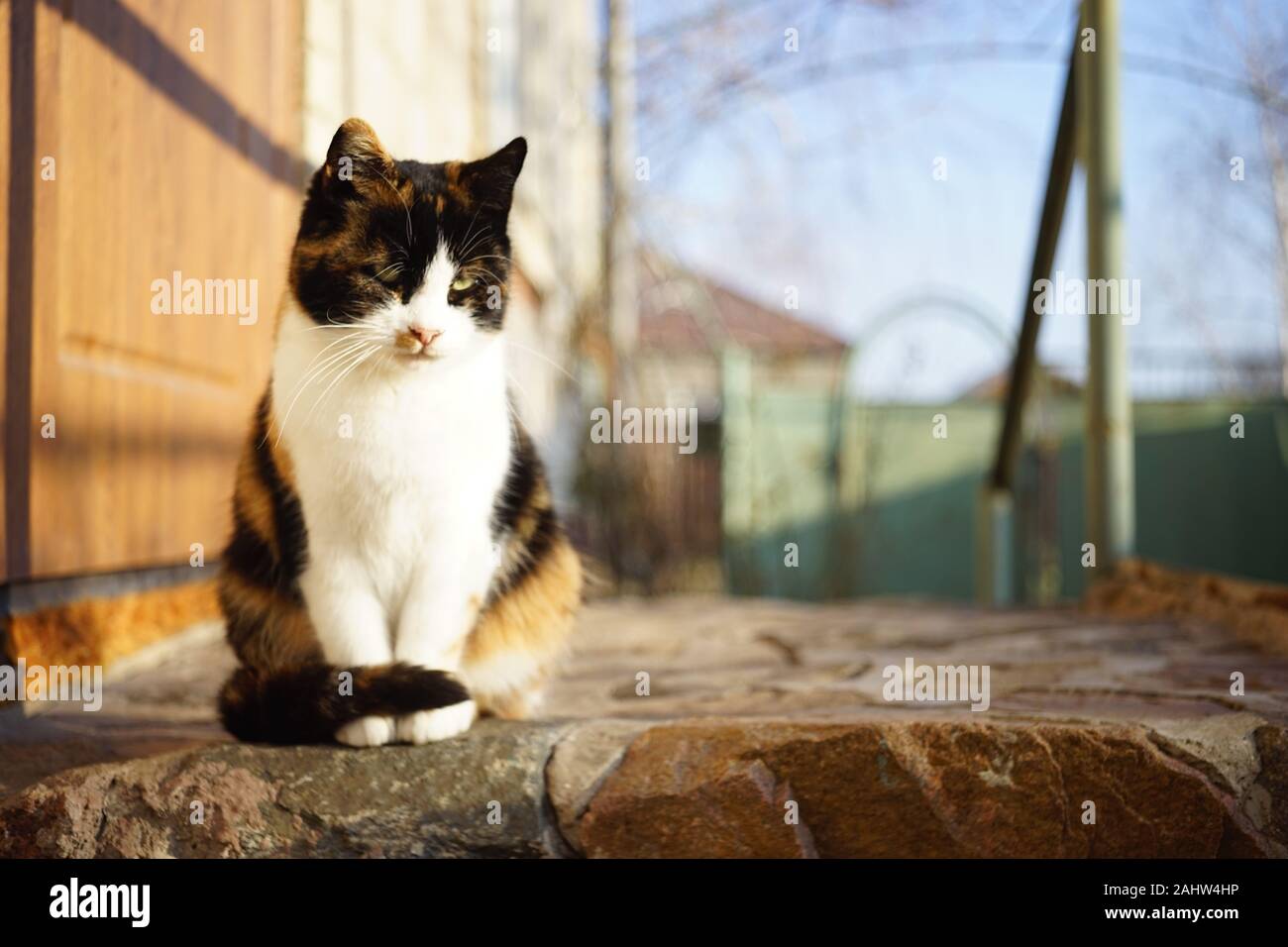 A tricolor fluffy cat sits outdoors on the doorstep. Maneki Neko. Calico kitty resting in a sunny yard. Stock Photo