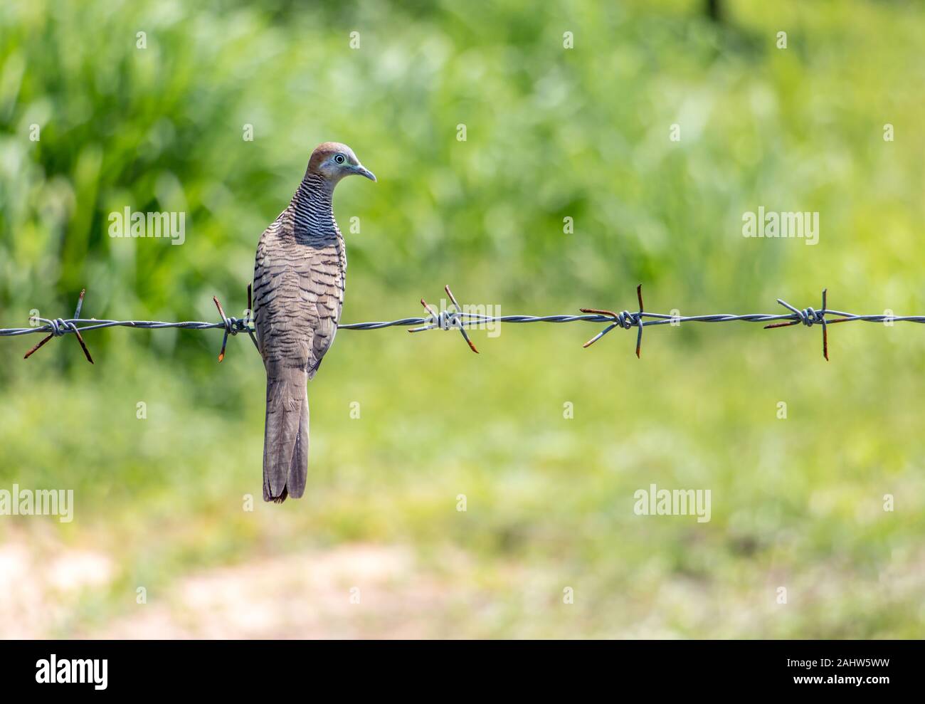 A pigeon sitting on barbed wire. Zebra dove sits on fence from wire with  thorns, green background Stock Photo - Alamy