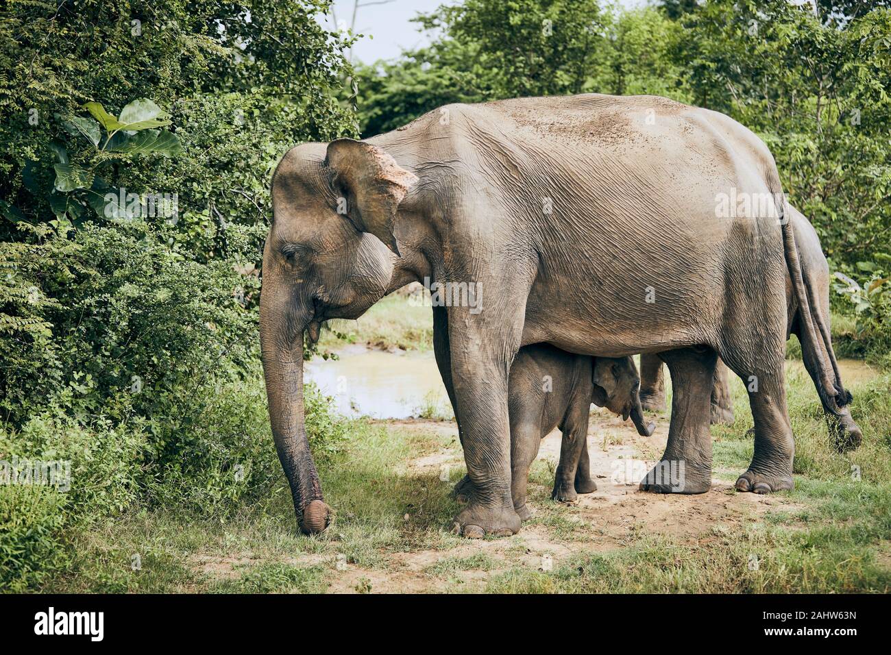 Elephant mother with baby. Wildlife animals in Sri Lanka. Stock Photo